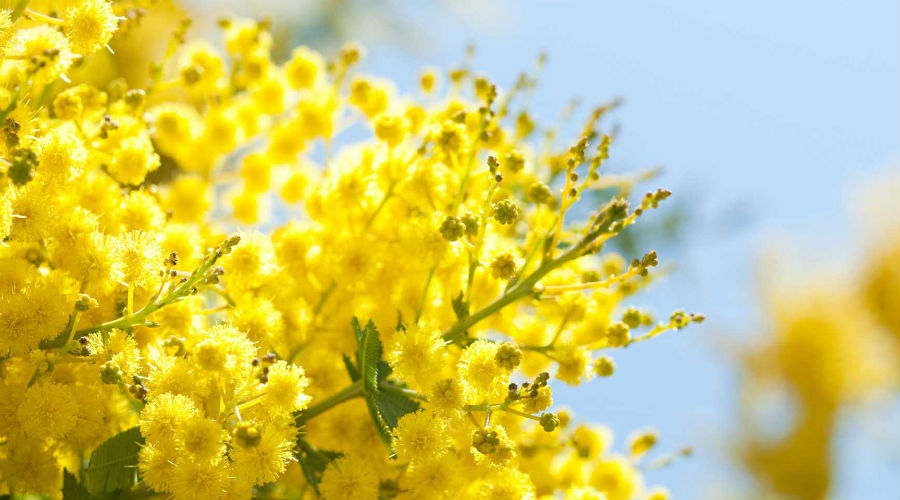 Mimose