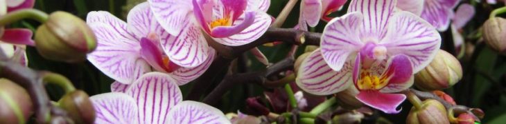Orto Botanico di Napoli