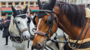 Königspalast von Caserta: Halt für Pferdekutschen, Elektroautos kommen an