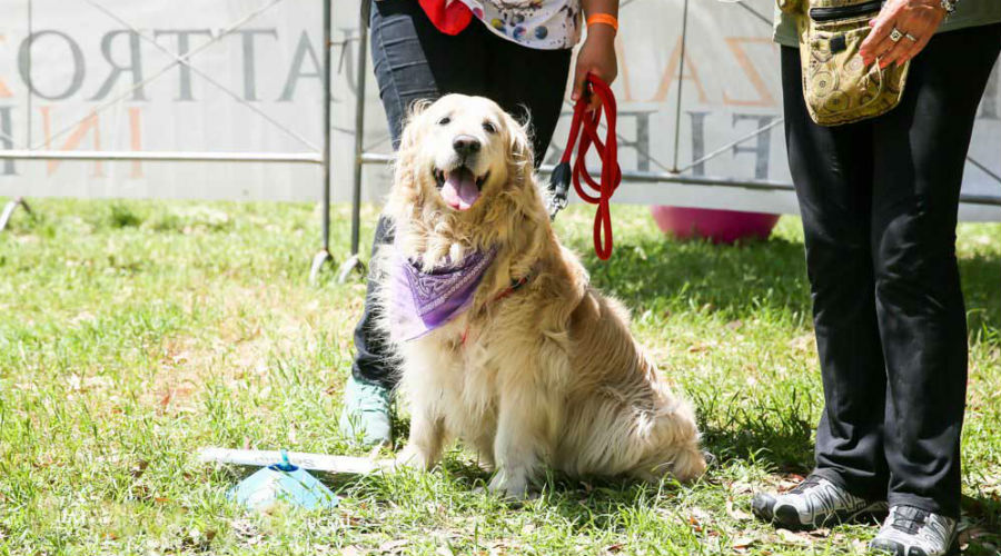 Four paws at the 2020 fair at the Mostra d'Oltremare in Naples