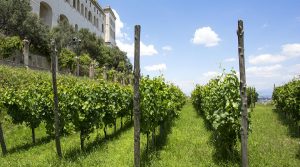 Tour alla Vigna di San Martino a Napoli con aperitivo