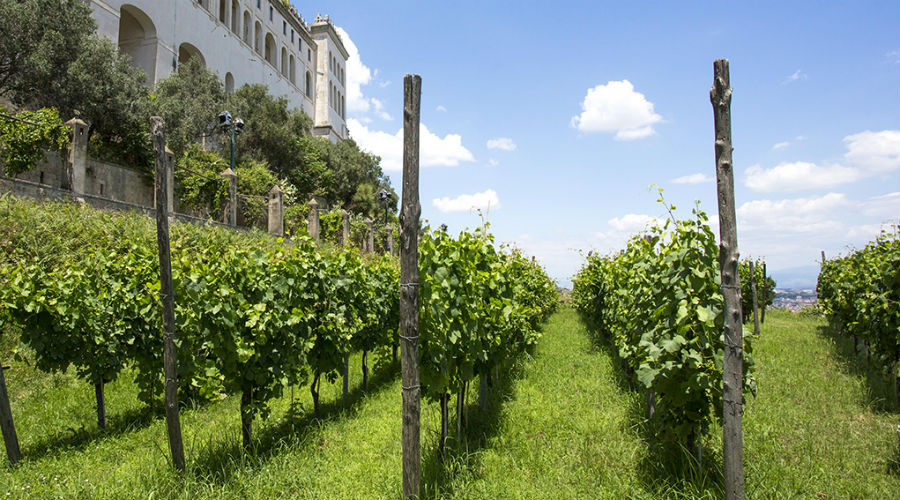 Tour zur Vigna di San Martino in Neapel mit Aperitif