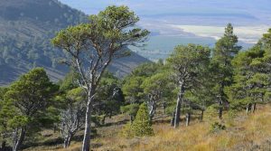 Festa dell'Albero 2020: piantati più di 1000 alberi sul Vesuvio