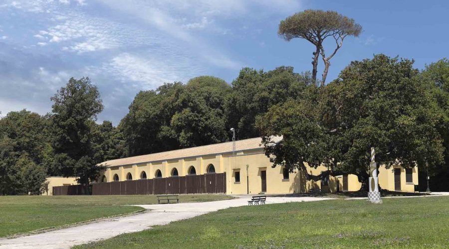 Fasan im Capodimonte-Wald