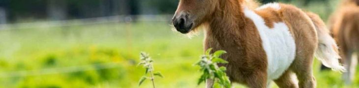 Pony
