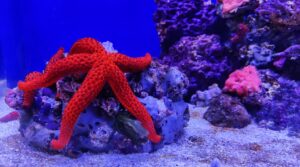 ナポリ水族館