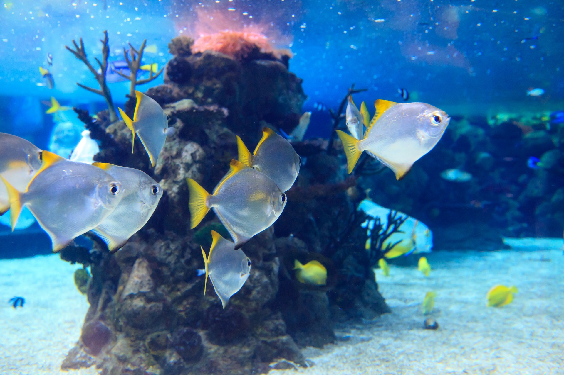 水族馆_那不勒斯