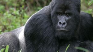 Kong im Zoo von Neapel: das Dorf des guten Riesen
