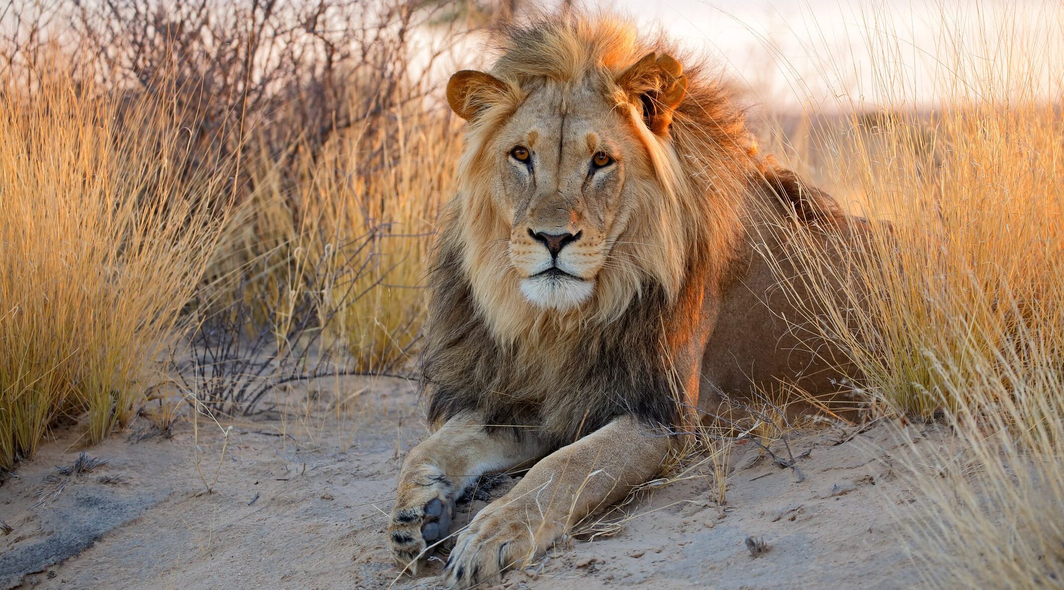 Lion