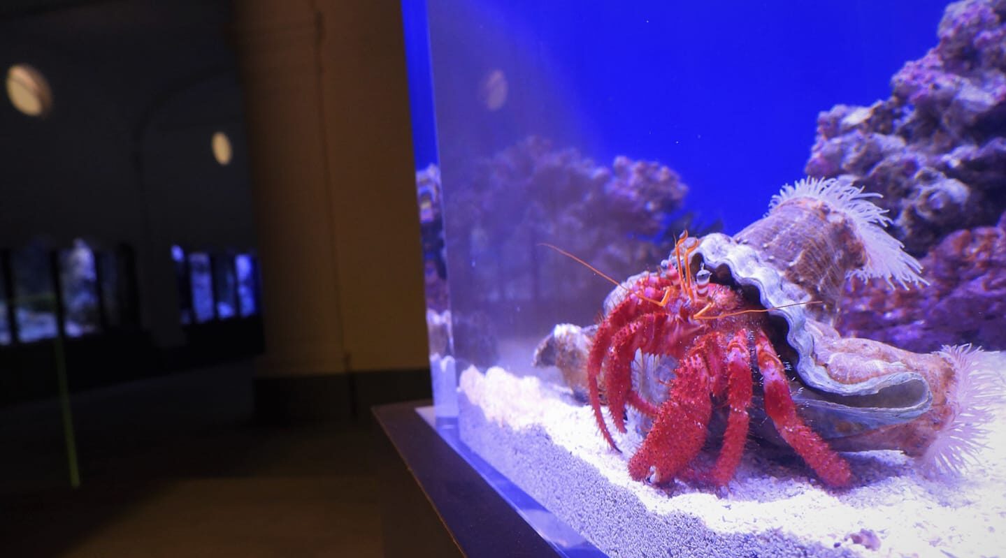 ナポリ水族館