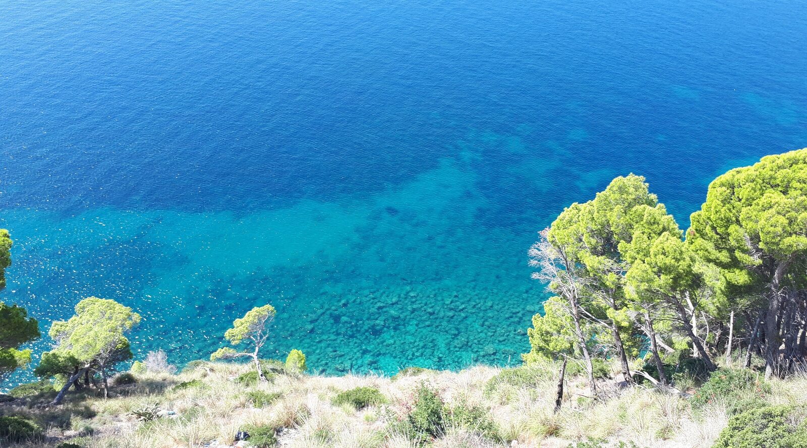 Sea poplars