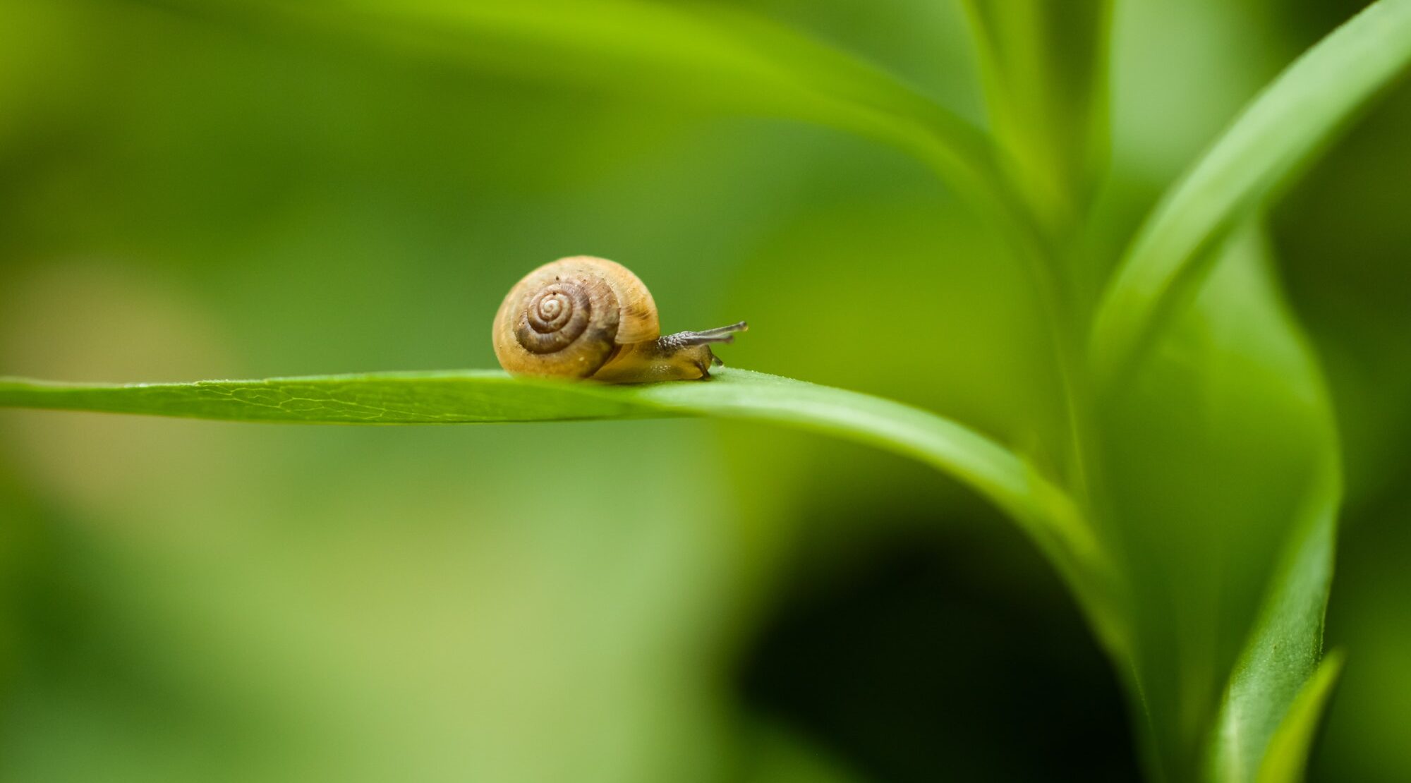 Schnecke