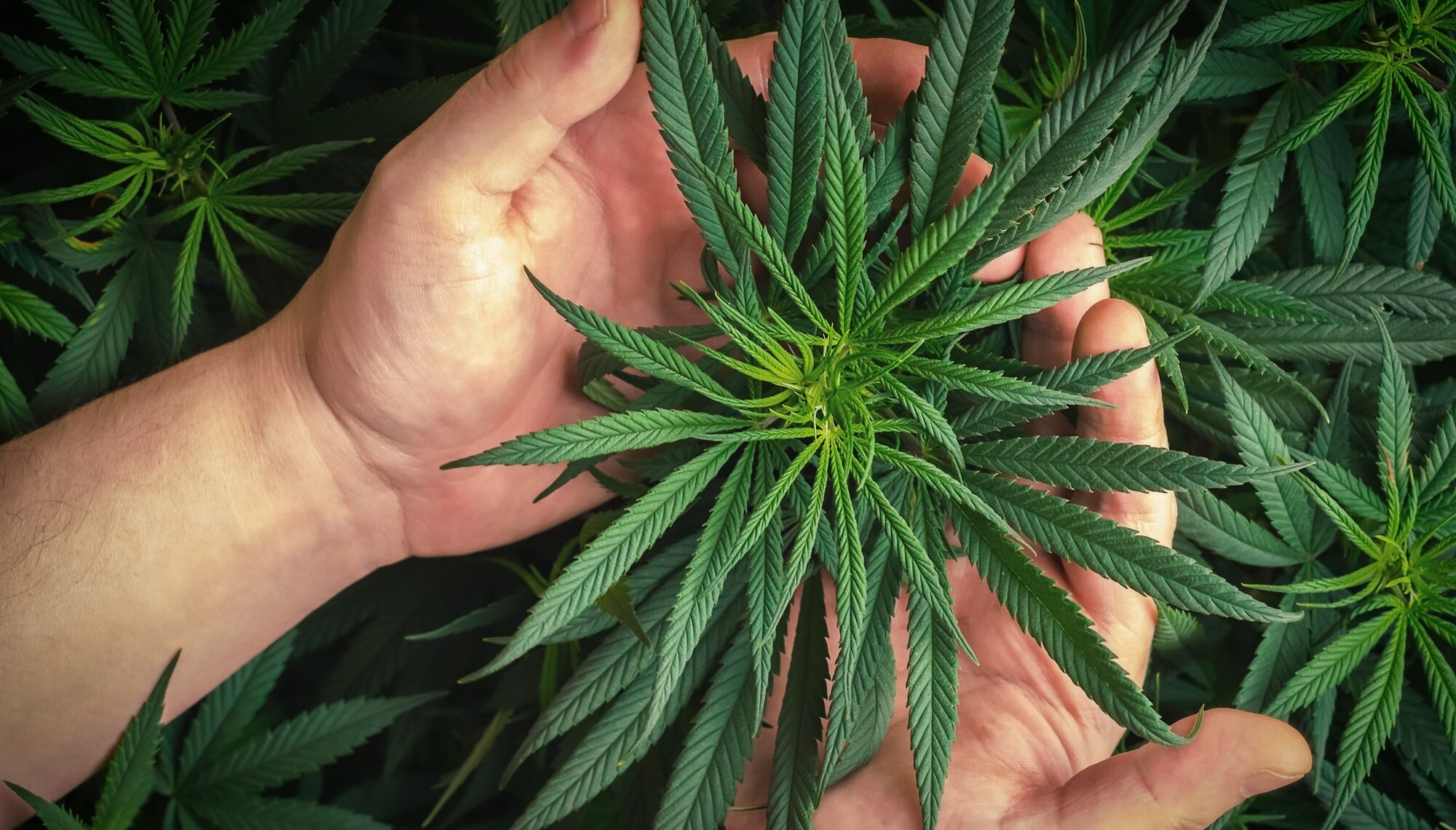 Referendum Cannabis Legale: ecco come firmare online
