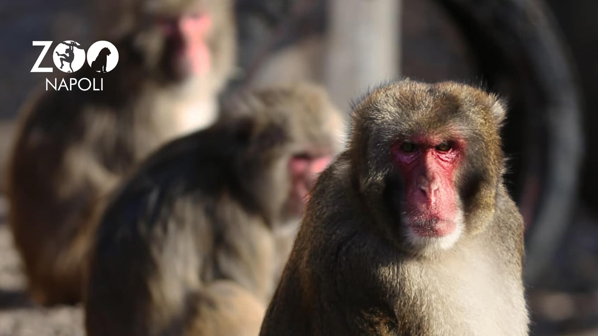 Macacos no zoológico de Nápoles