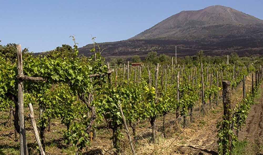 Vineyards on the slopes of Vesvuio