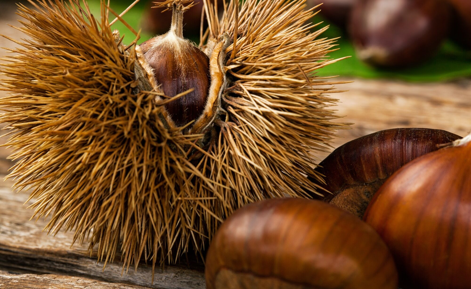 Chestnuts in the husk