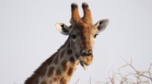 Giraffe im Zoo