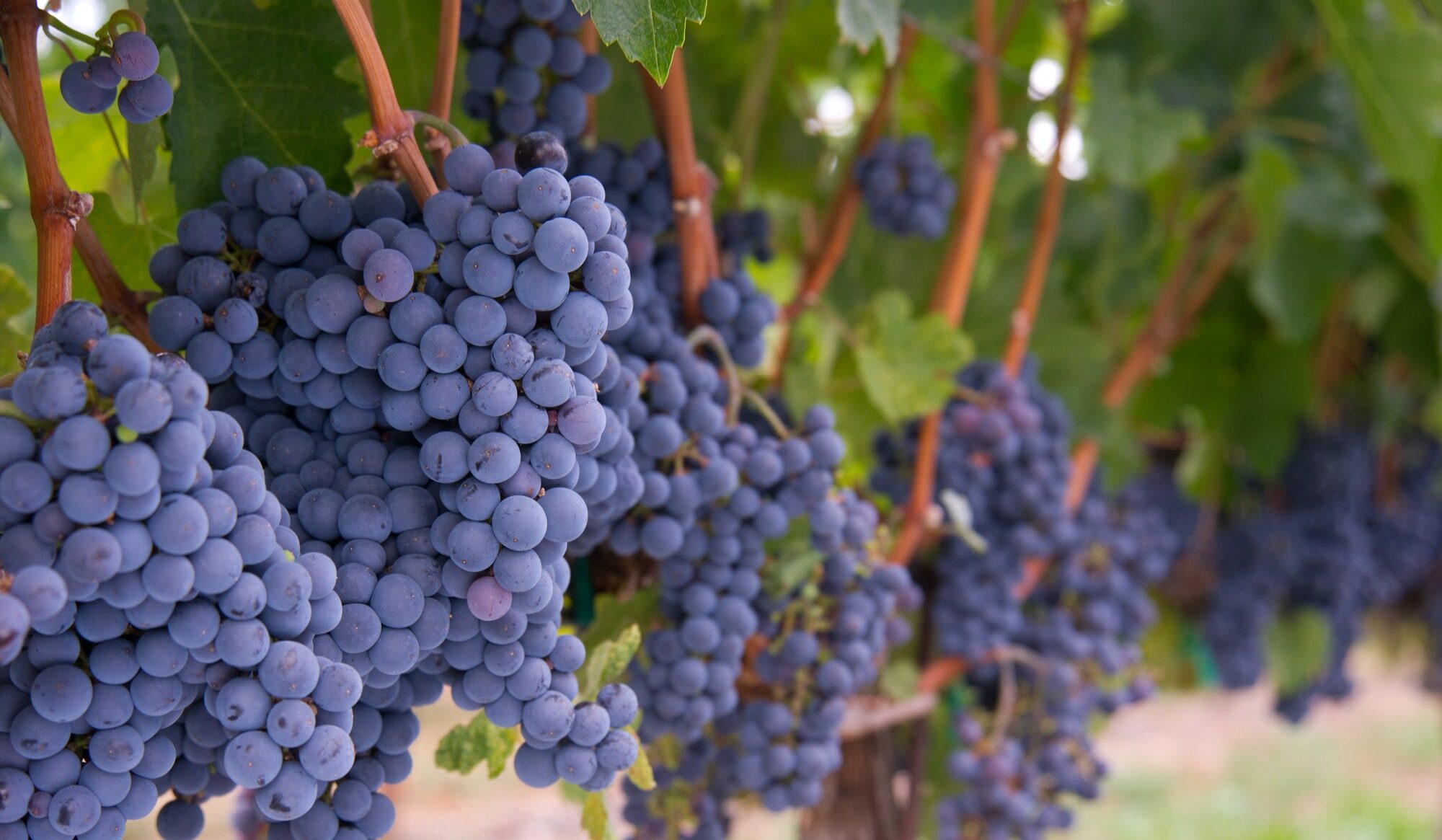 Festa della Vendemmia a Montemarano con pigiatura dell’uva, degustazioni e tarantella