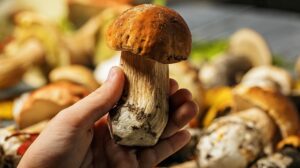 Festival de Cortecce, Pois Chiches et Porcini et Mascuotto