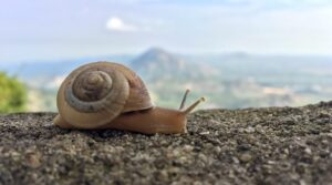 Cuadrados del caracol