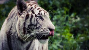 White Tiger