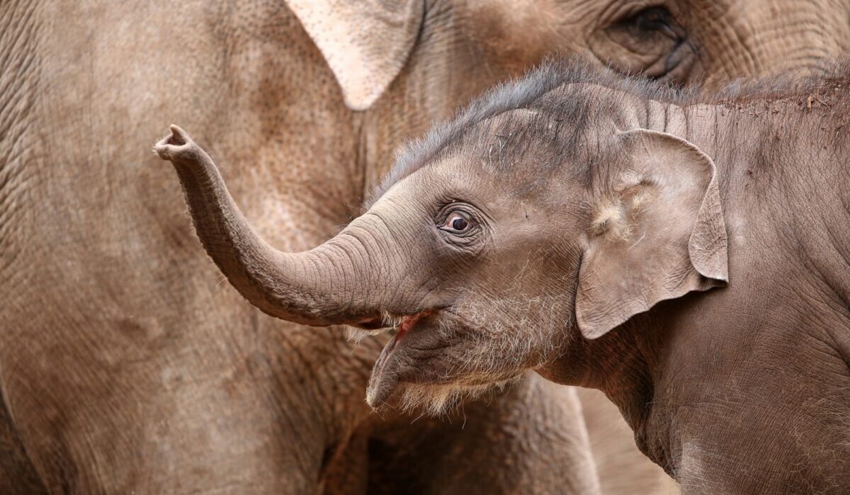 Eventos y talleres en el zoológico de Nápoles: alimentamos a los animales con la experiencia del zoológico