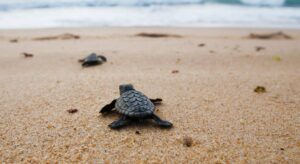 Loggerhead Turtle