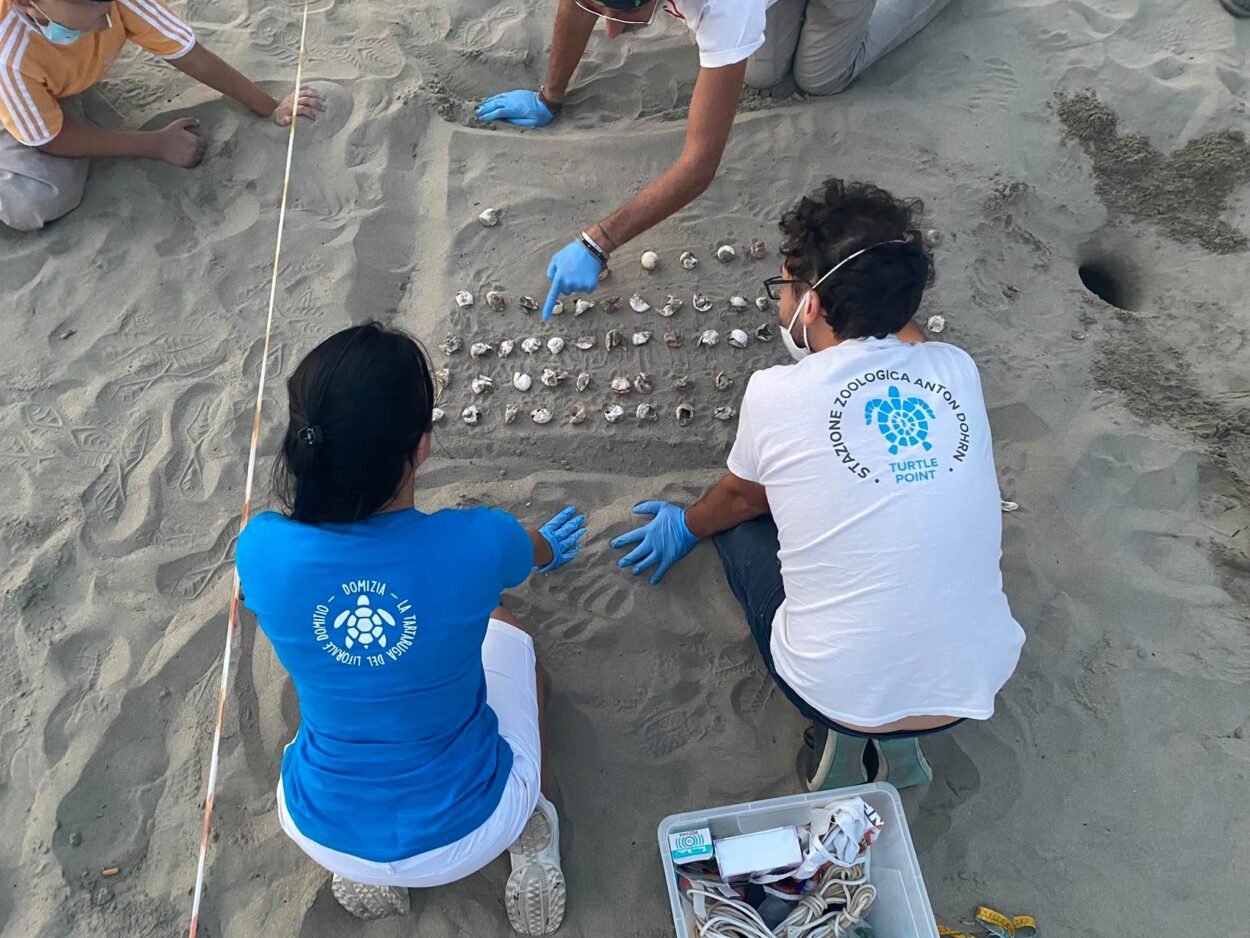 Voluntarios con tortugas en el Litorale Domizio