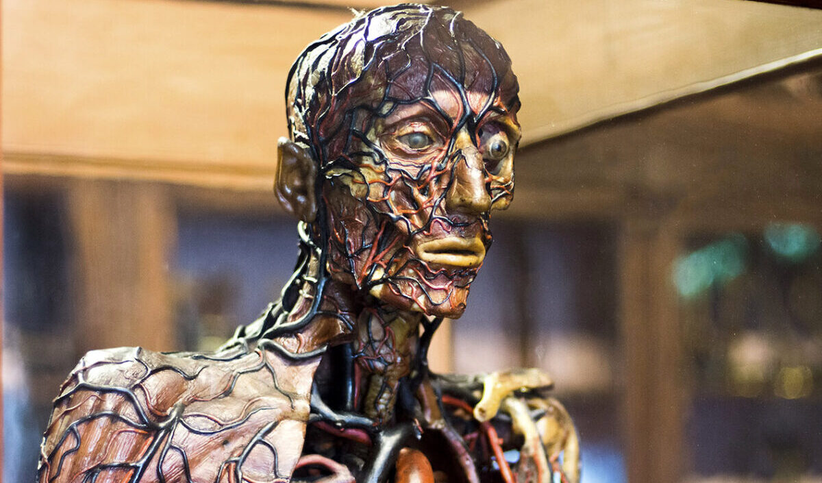 Museo Anatomico a Napoli, aperture straordinarie gratuite per il Maggio dei Monumenti