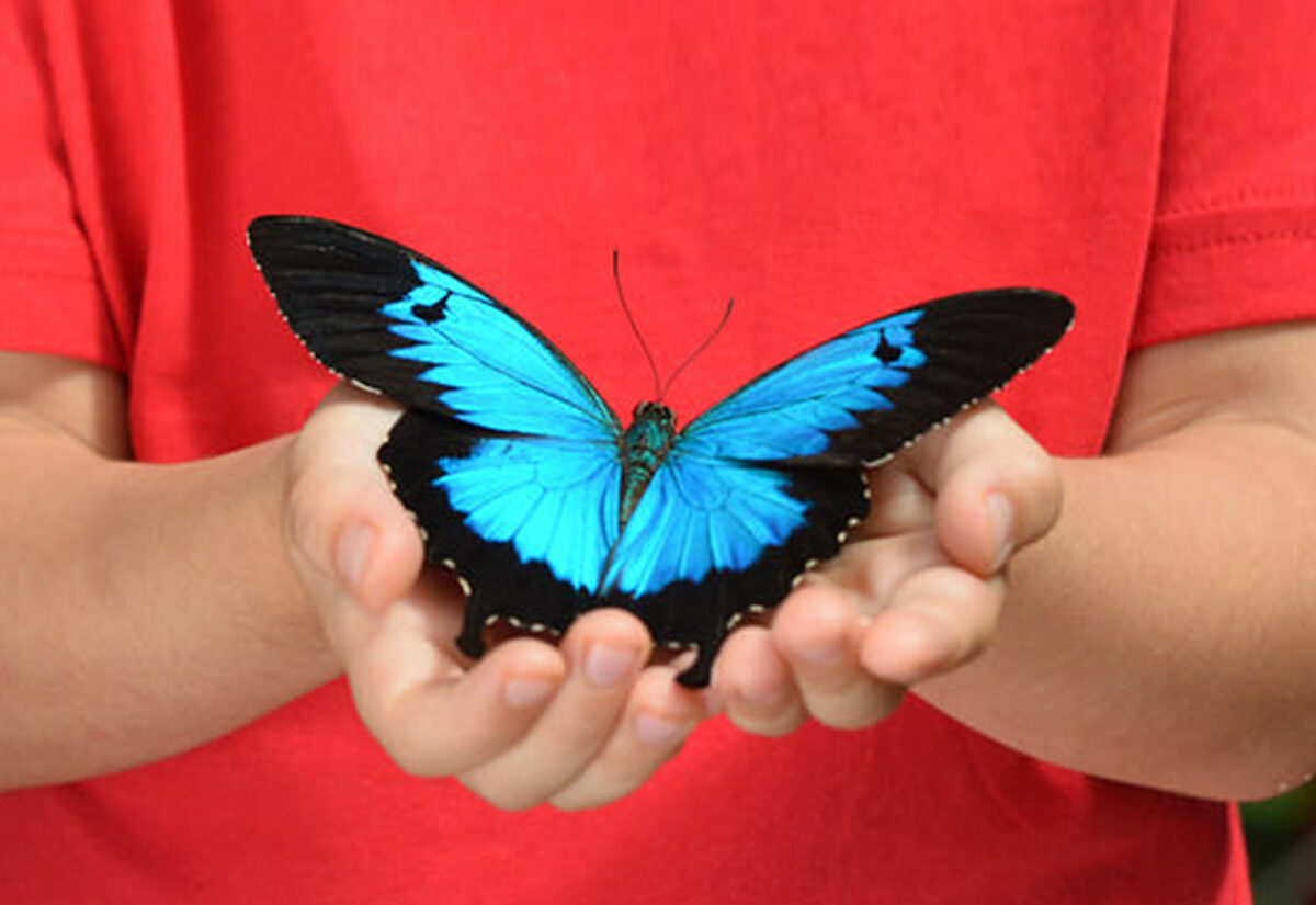 Enfant avec papillon