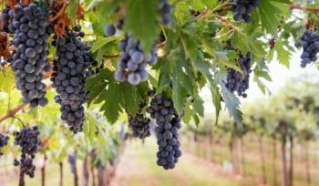 Bunches of ripe black grapes hanging from the vine in a vineyard