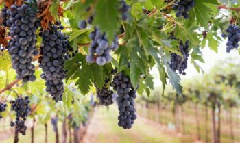 Trauben von reifen schwarzen Trauben, die von der Rebe in einem Weinberg hängen