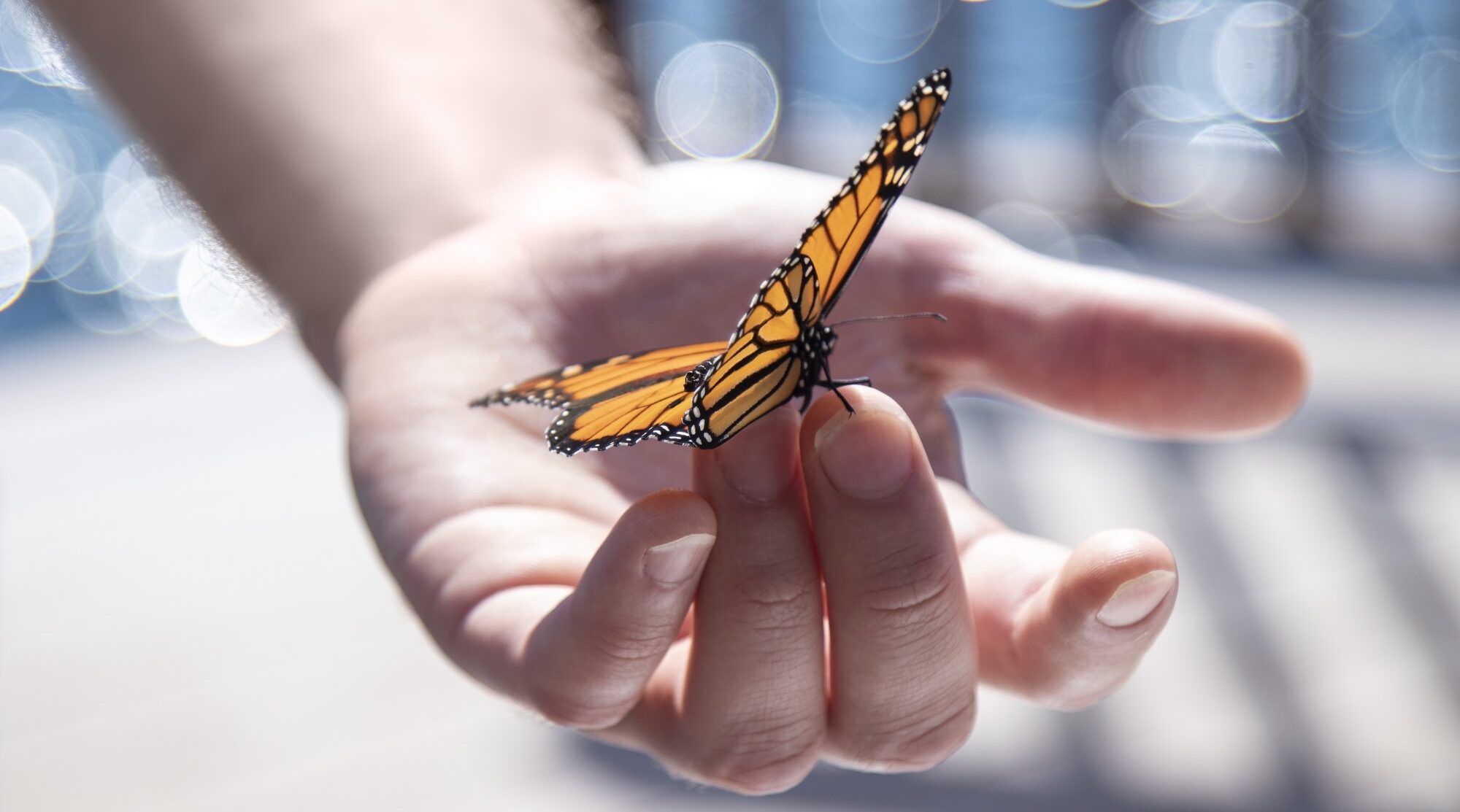 Borboleta em uma mão