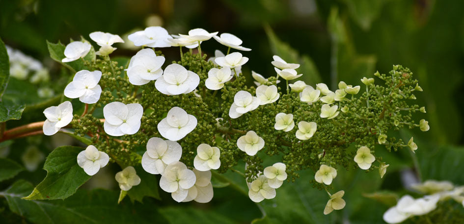 Flores en el Jardín Botánico