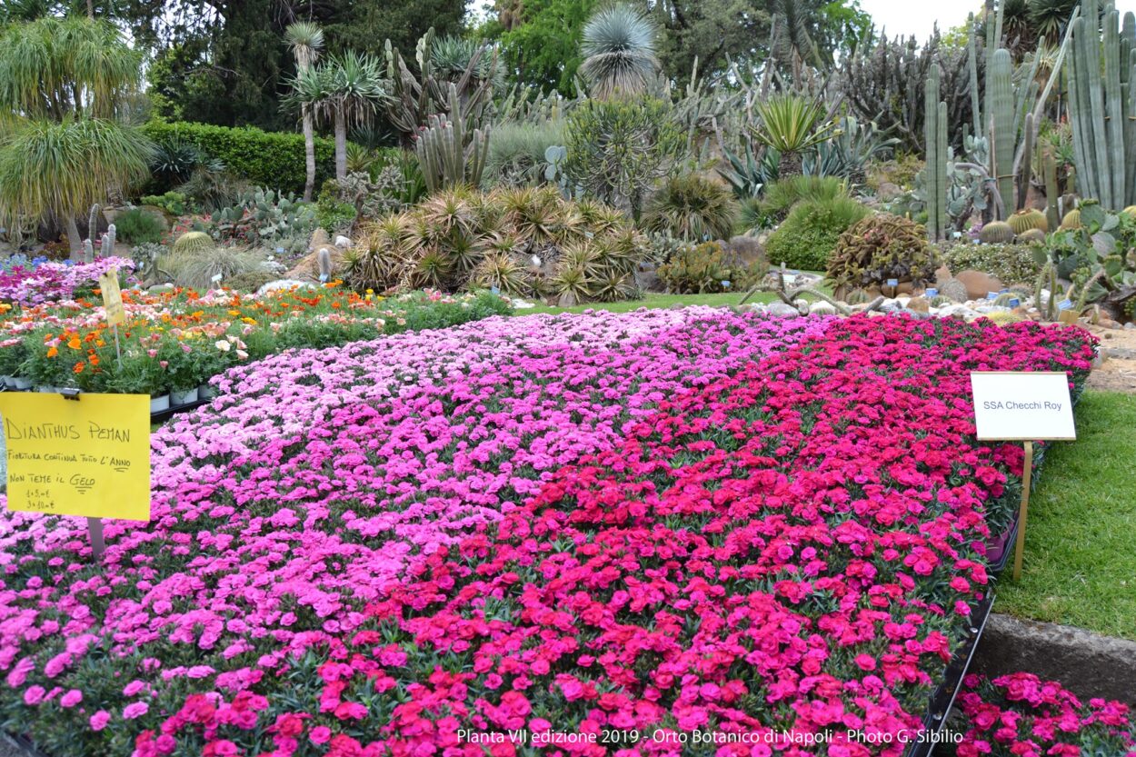 Flores no Jardim Botânico Real de Nápoles