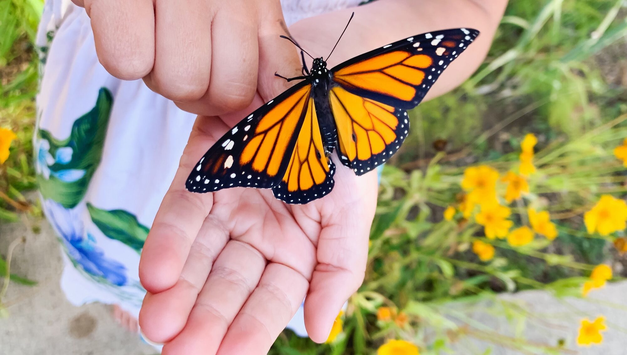 Kleines Mädchen mit Schmetterling in der Hand