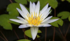 Water lily flower close up