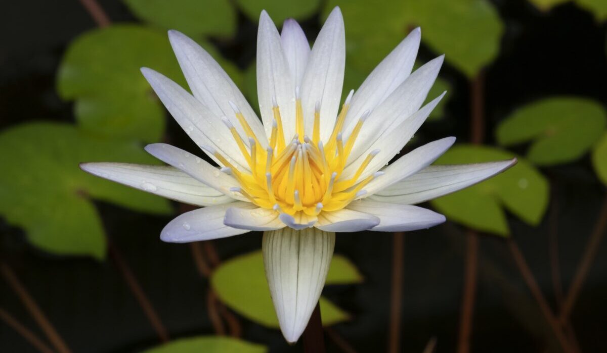 Flor de nenúfar close-up