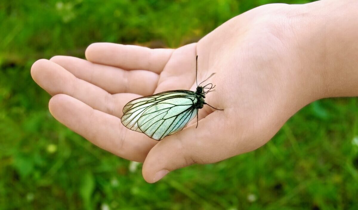 Farfalla su una mano