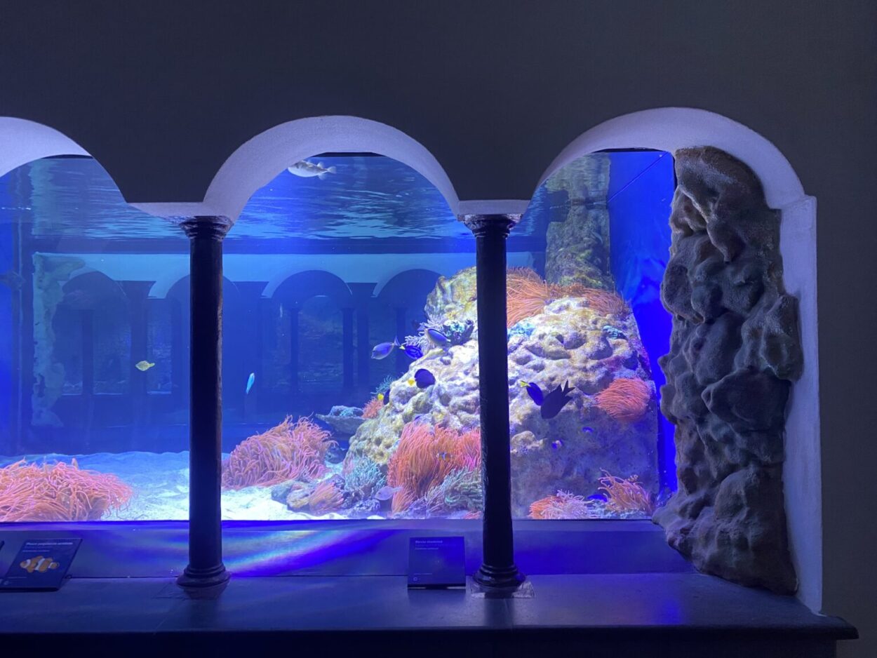 Aquarium von Neapel