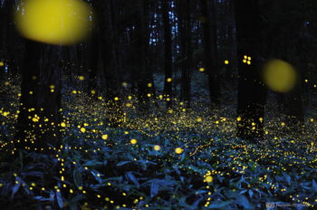 Promenade nocturne des lucioles sur le lac d'Averno : un parcours naturel et culturel