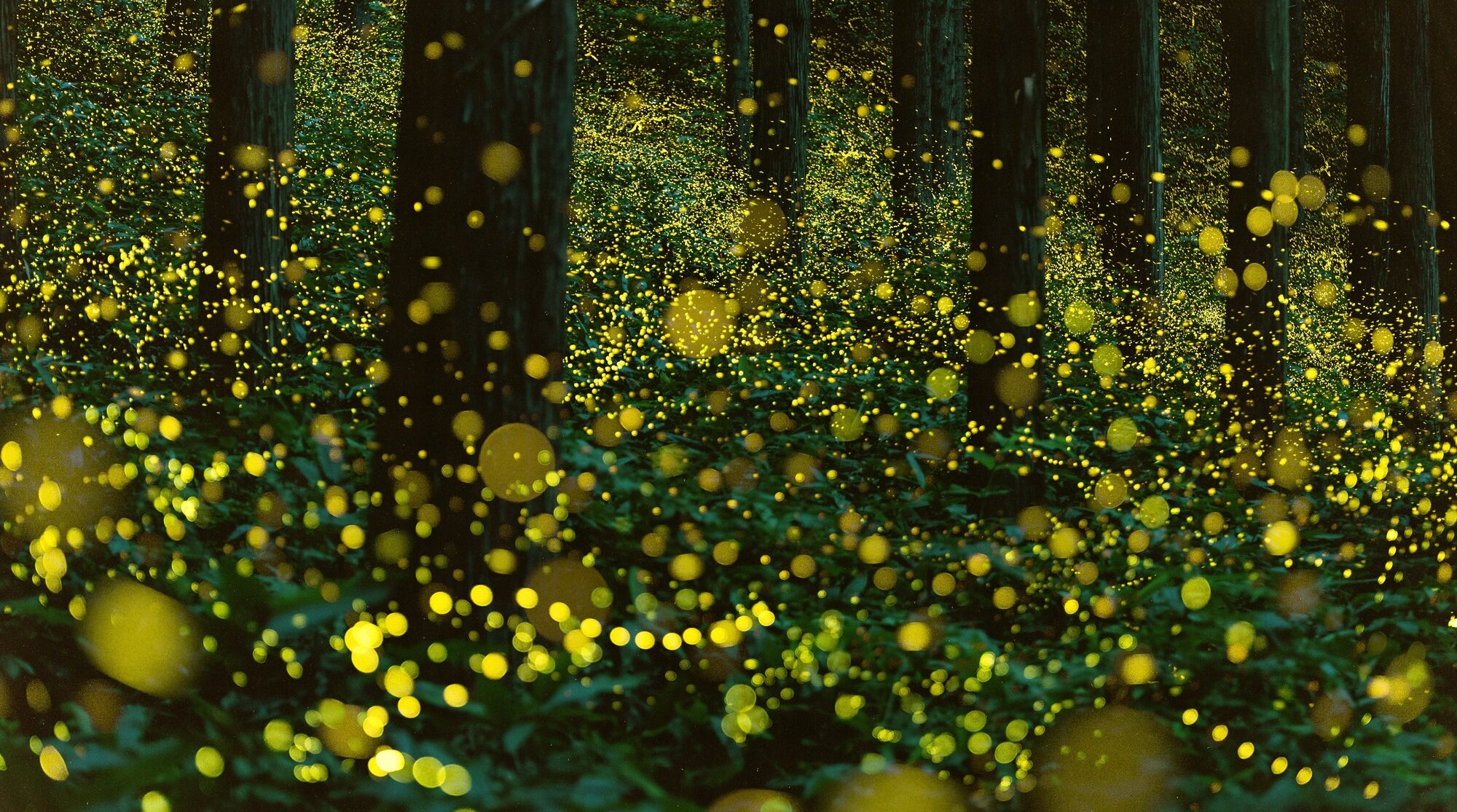 Fireflies