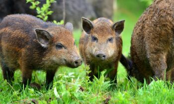 Wild boars walking around a meadow