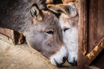 No café da manhã com burros em Santa Maria La Carità