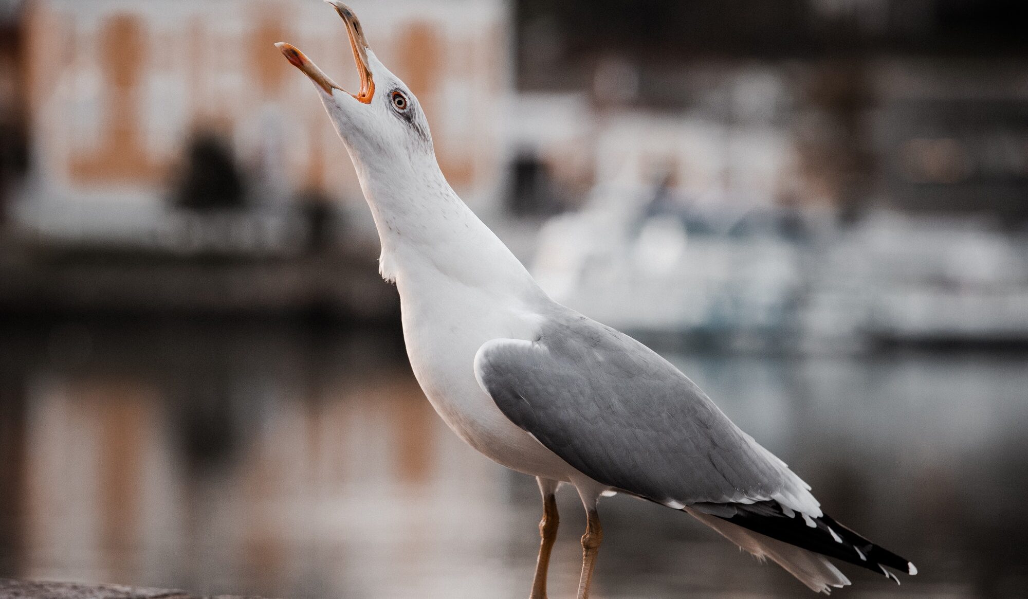 Seagull