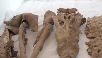 La leggenda del coccodrillo al Maschio Angioino a Napoli: uno studio ha risolto il mistero