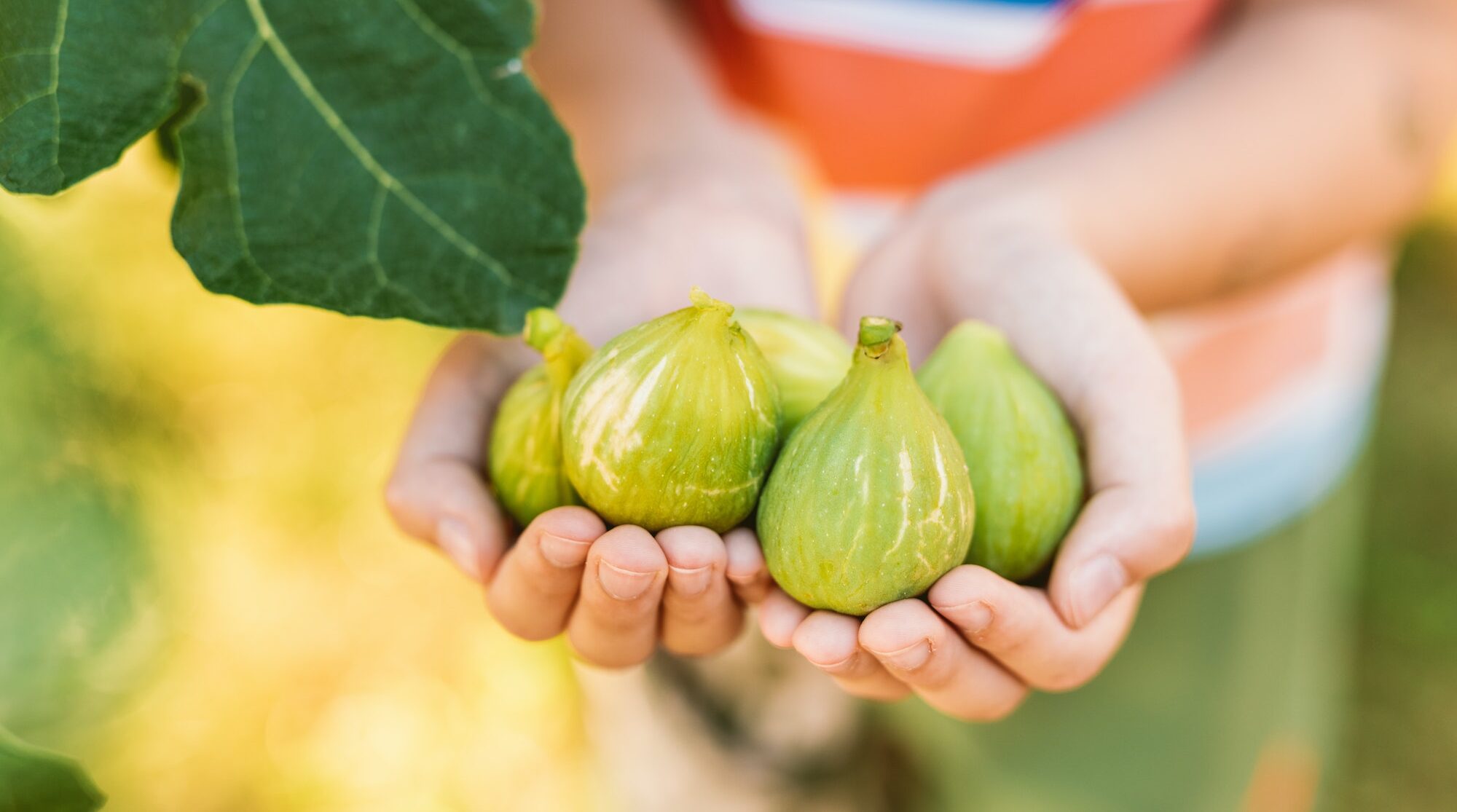 Figues blanches