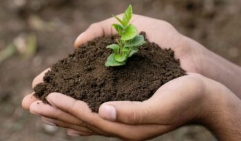 hand holding small tree for planting. concept green world.