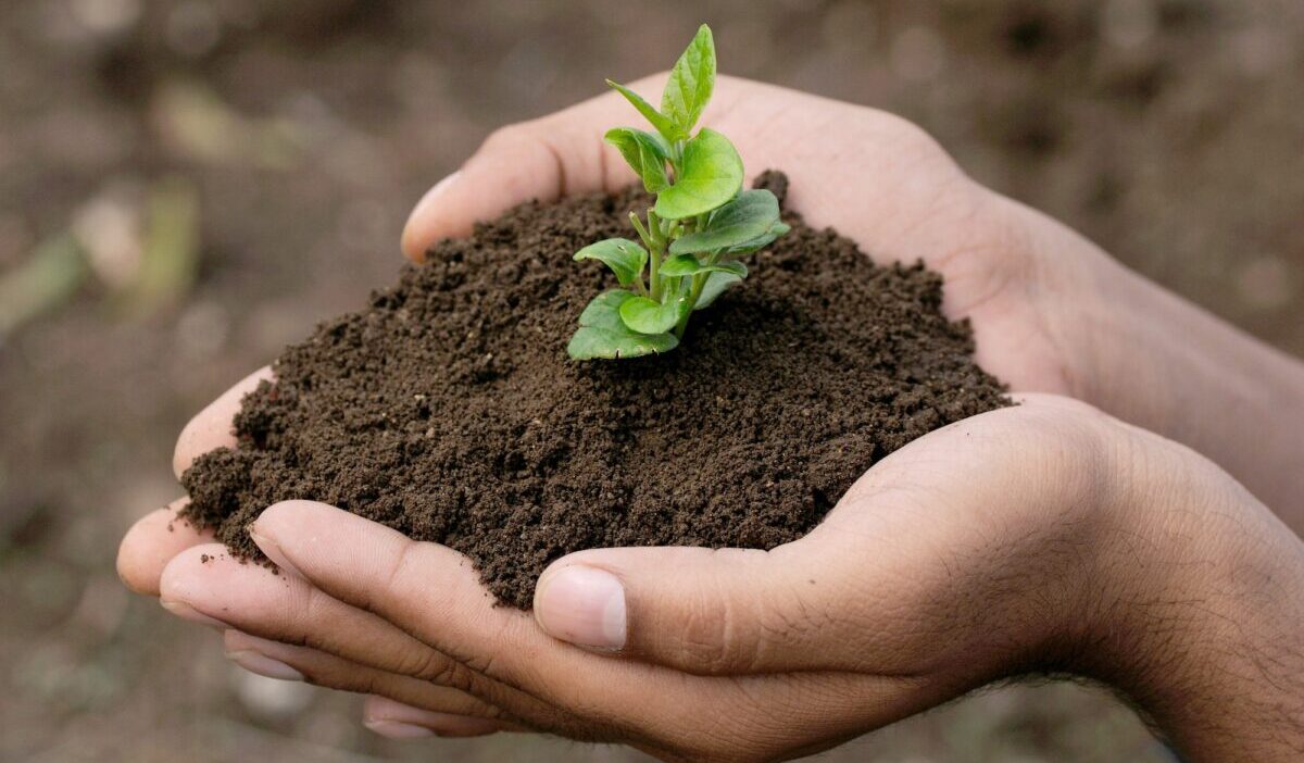 mano sosteniendo un árbol pequeño para plantar. concepto de mundo verde.