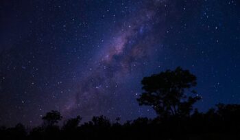 Cielo estrellado y vía láctea con árbol.